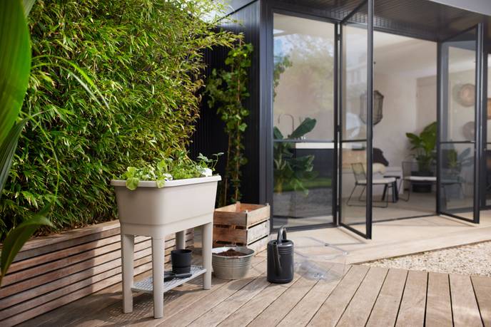 noa potager sur pied gris chaud